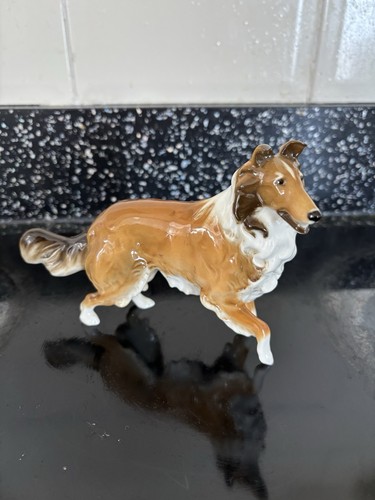 Collie dog - collie,