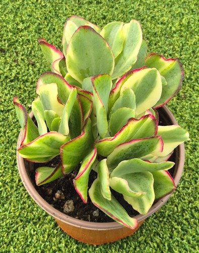 Crassula undulatifolia
