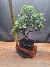 Flowering Bonsai trees ,S