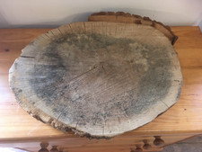Oak wood tree log section