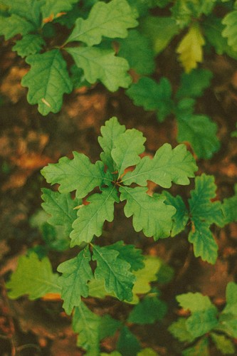 English oak saplings - 2, |