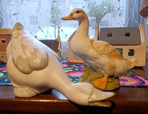 Goose and duck - goose,