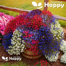 TRAILING LOBELIA CASCADE MIX 7000 seeds Lobelia Pendula BALCONY FLOWER