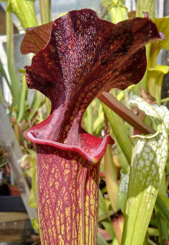 Sarracenia timothy - sarracenia, x