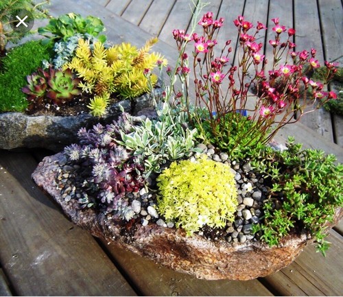 Varieties succulent - 20,