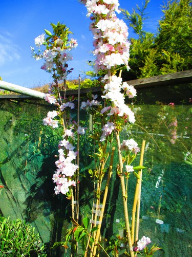 4ft 5ft inc pot columnar - inc.,