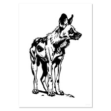 'African Wild Dog' Wall Posters / Prints (PP045985)