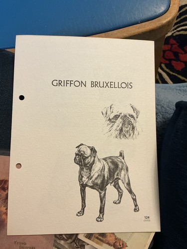 Griffon bruxellois - griffon,