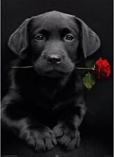 5D DIY LABRADOR PUP & ROSE Diamond Art Painting - Adults & Kids 40x30  in UK