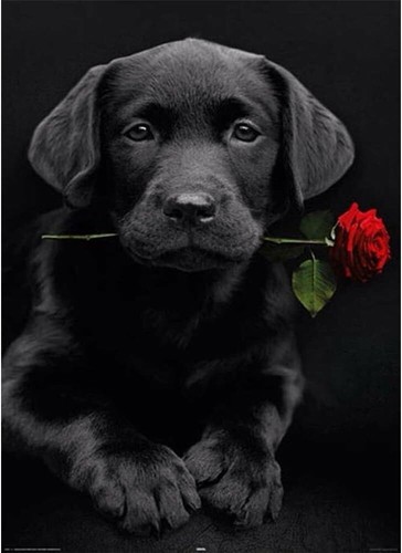 Diy labrador pup rose - labrador, &