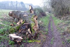 Photo 6x4 A felled oak tree