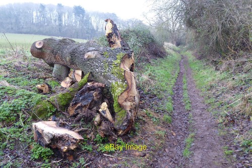 Photo 6x4 felled oak tree - 6x4,