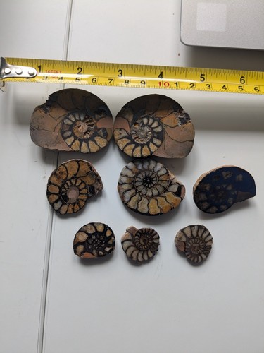 Mematite ammonite cut - ammonite, and