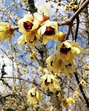 2x Wintersweet, Chimonanthus