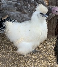 PRESALE 6+ Silkie Chicken