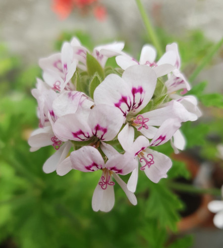 Pelargonium camphor rose - pelargonium,