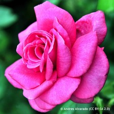 Wedding Bells - Hybrid Tea Rose FREE NATIONWIDE DELIVERY