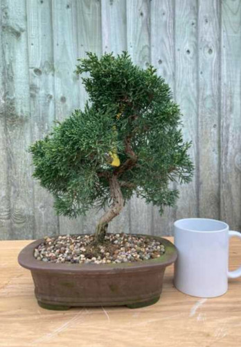 Juniper specimen bonsai tree - juniper,