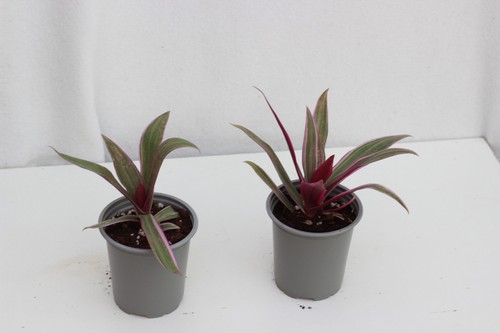 Two small tradescantia - two,