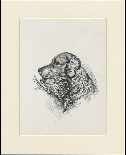 Golden retriever vintage 1937 - retriever,