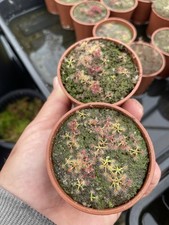 Pygmy Drosera, Mixed Species