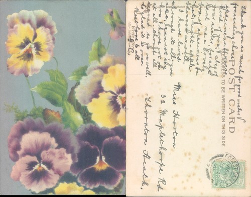 Pansy flowers stewart woolf - pansy,