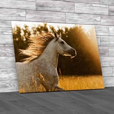 Arab Horse In Sunset Canvas Print Large Picture Wall Art
