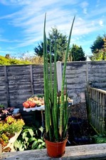 Sansevieria Bacularis Mikado Style - Large Spear Plant succulent in pot