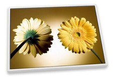 Daisy Flower Floral Modern Brown CANVAS FLOATER FRAME Wall Art Print Picture