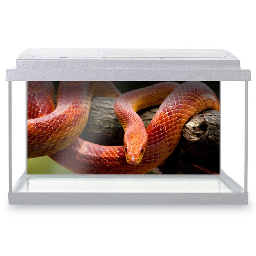 Fish tank background red - fish,