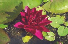 Burgundy princess water lily - burgundy,