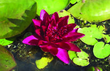 Burgundy Princess water lily - pond plants - DW01