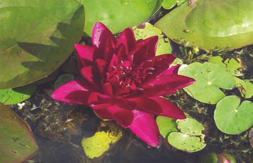 Burgundy princess water lily - water,