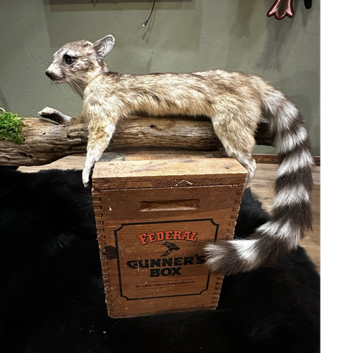 Ringtail small animal - ringtail,