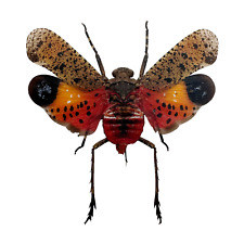 Orange Lantern Fly