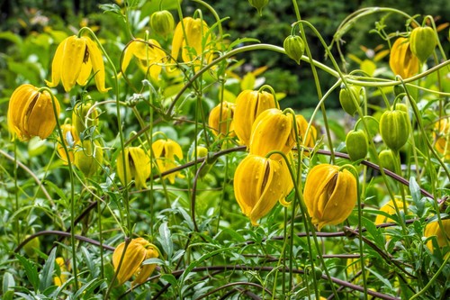 Yellow clematis tangutica - 10,