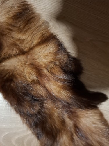 Vintage taxidermy triple - ,