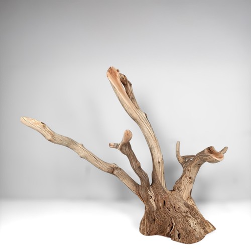 Manzanita driftwood - 22.5",