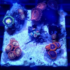 WYSIWYG Coral garden D - 2"x2"