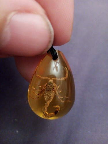 Amber with golden - with, black