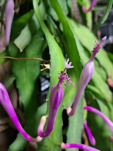 Disocactus quezaltecus true - disocactus, (