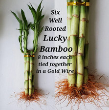 6 LUCKY BAMBOO 8 inches FREE