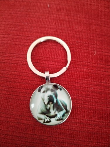 Staffordshire bull terrier - bull, dog