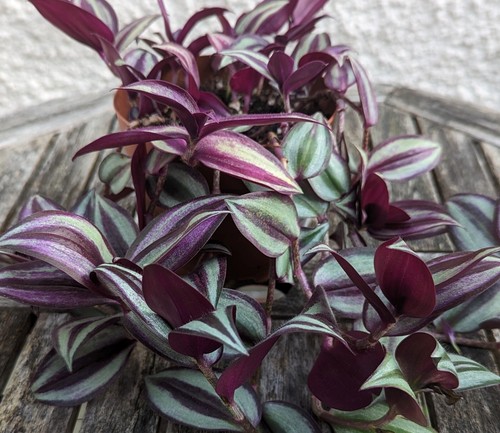 Tradescantia zebrina - 2,