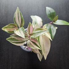 Tradescantia Quadricolor Baby