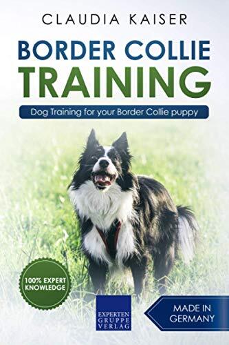 Border collie training dog - training:,
