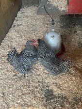 Barred rock Fertilize Hatching