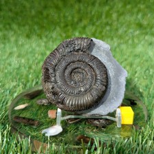 Peronoceras ammonite whitby - peronoceras,