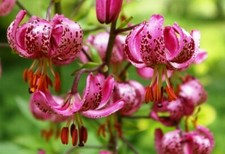 5 MIXED TURKS CAP MARTAGON