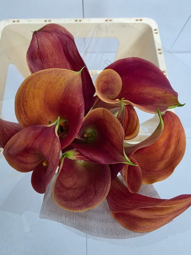Farm fresh calla zantedeschia - farm,